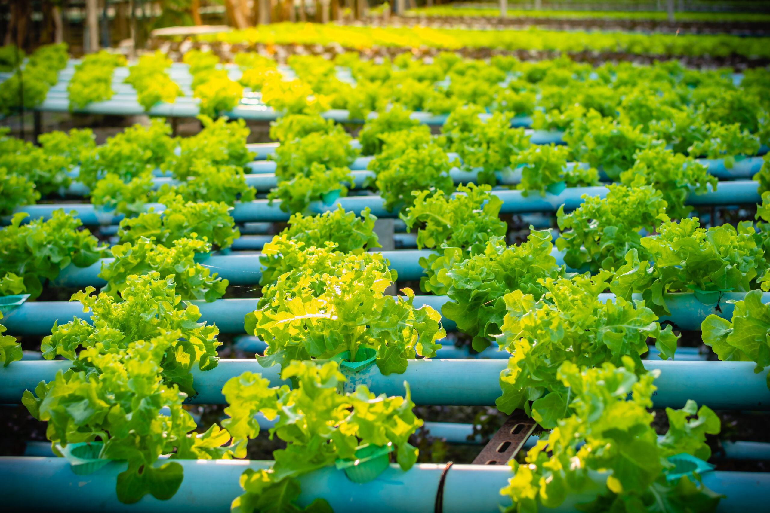 Hydroponic vegetable in plantation nursery of agriculture food i