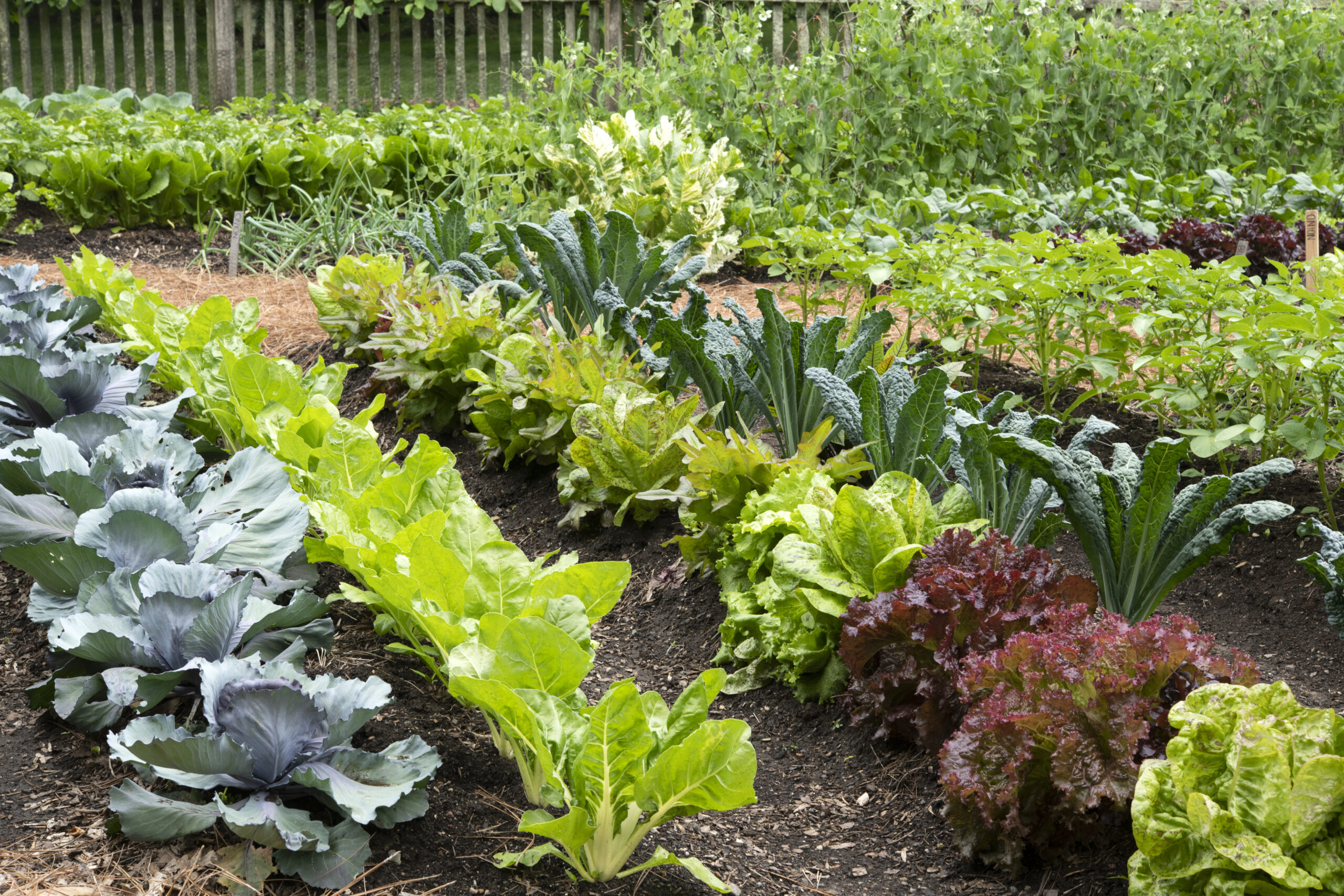 Vegetable garden