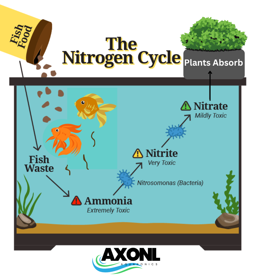 Plants Absorb