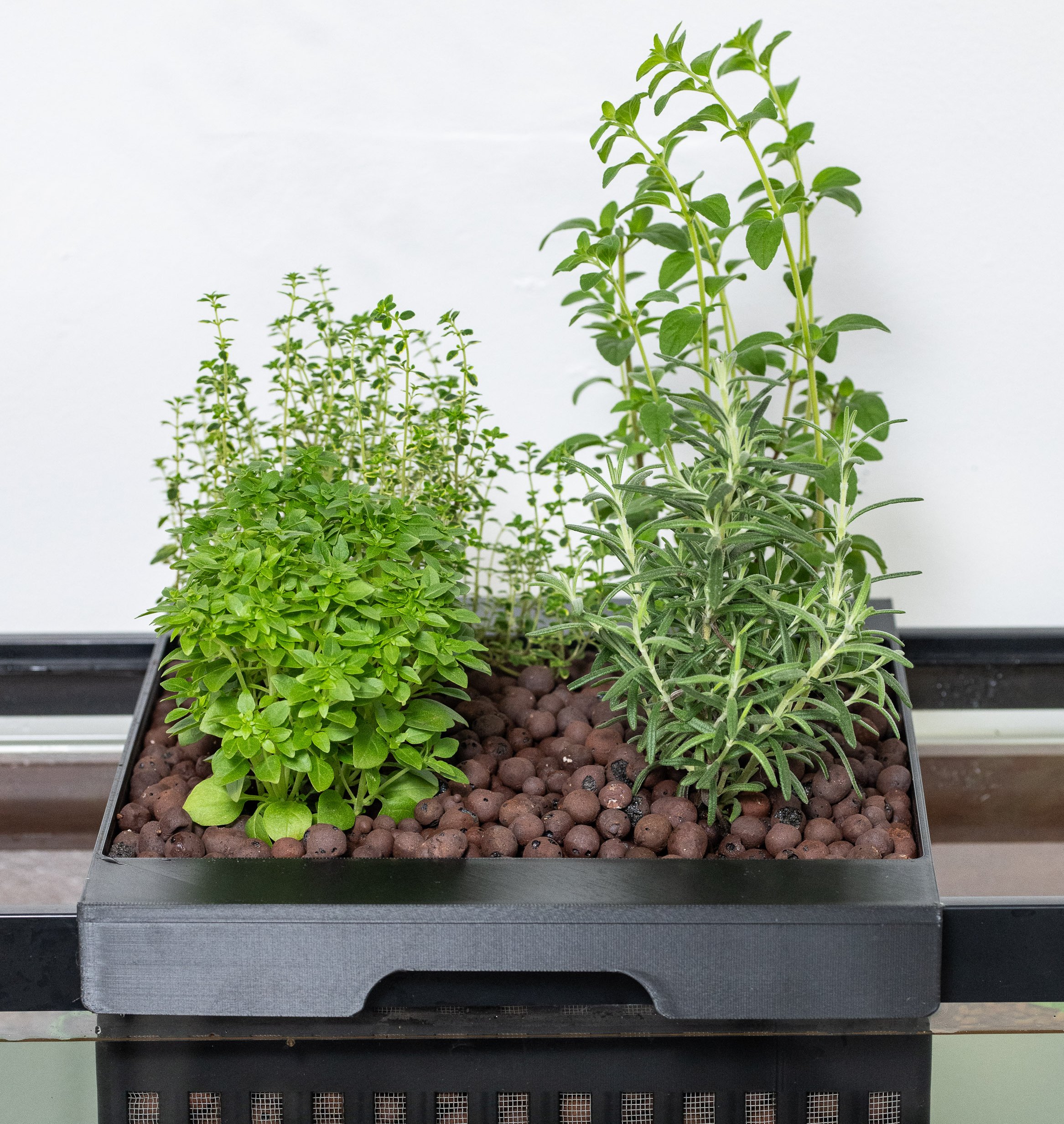 PlantsCloseUp Plants thriving in aquaponics system.