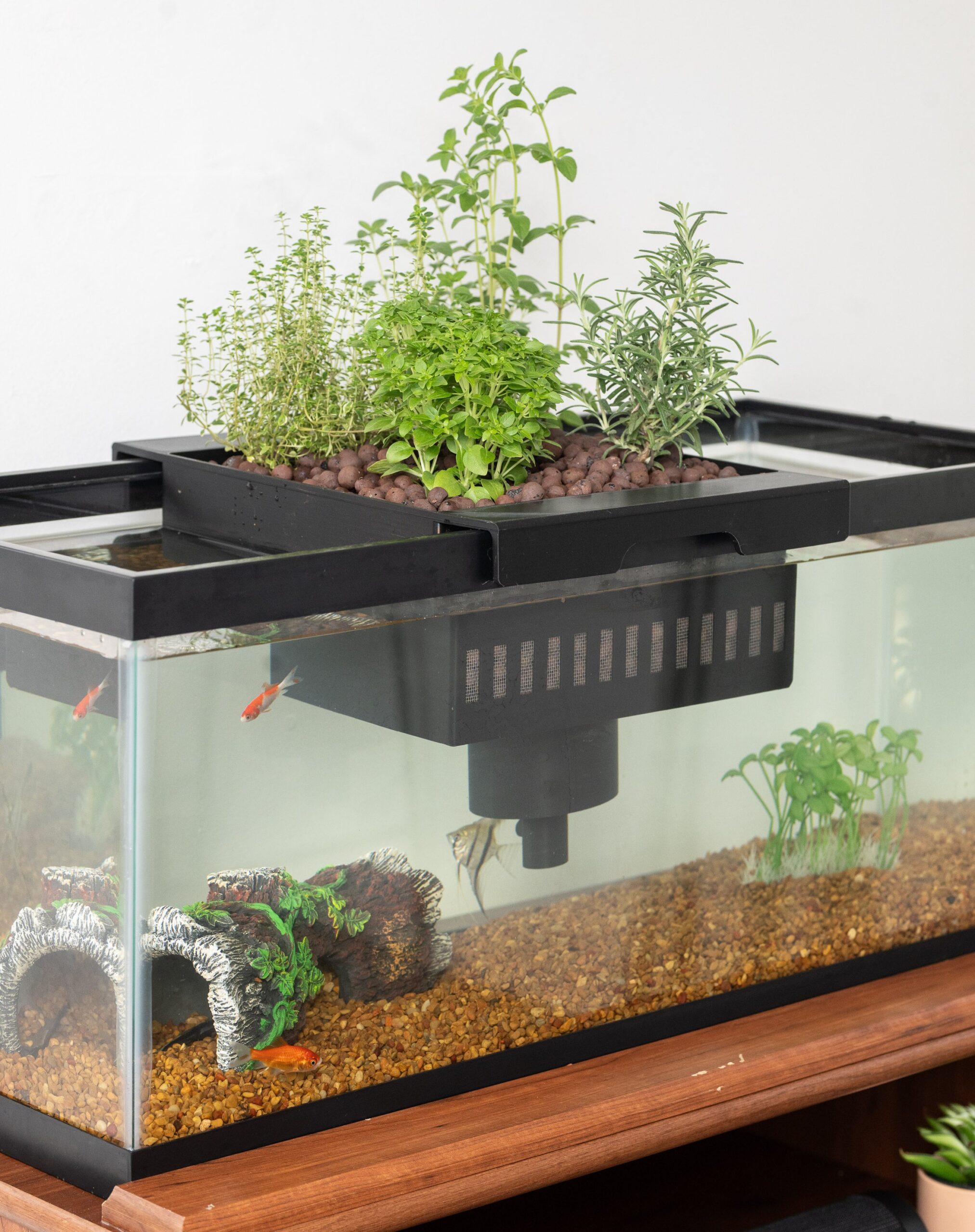 Aquaponics Kit - Plants and fish growing symbiotically in a home fish tank