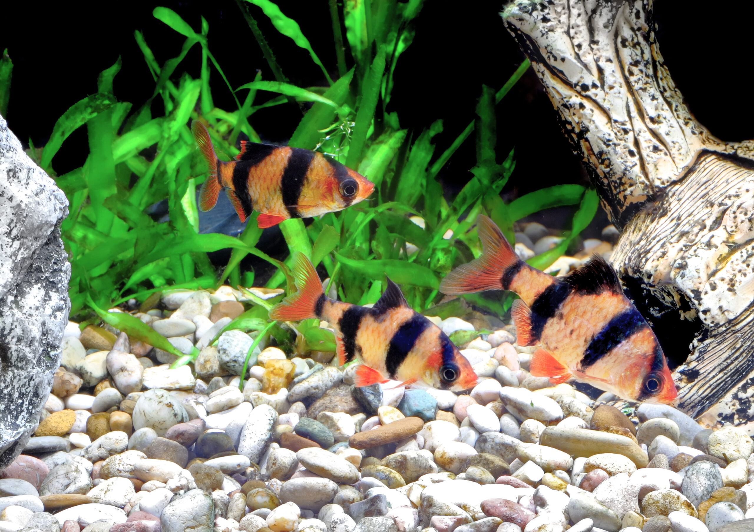 Tiger Barb Fish School
